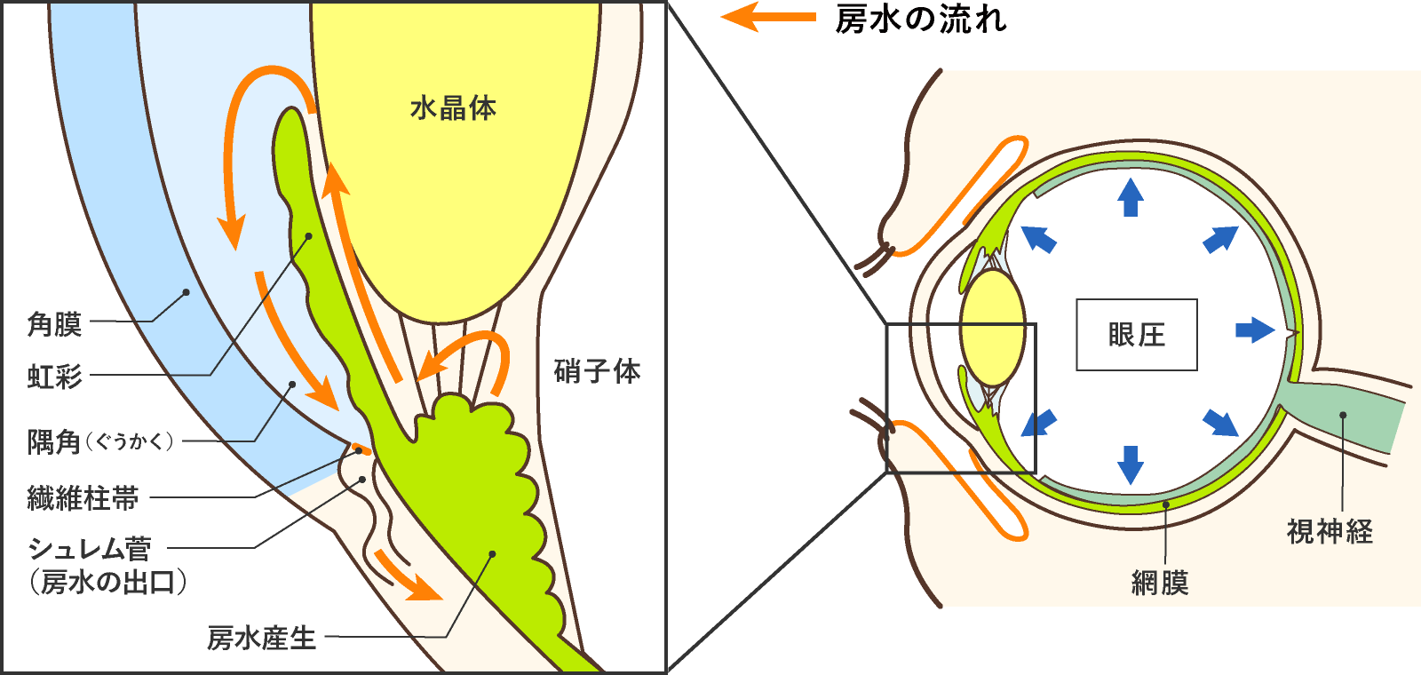 緑内障とは